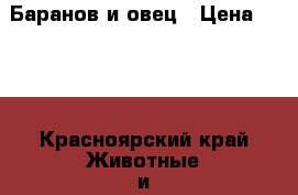 Баранов и овец › Цена ­ 220 - Красноярский край Животные и растения » Другие животные   